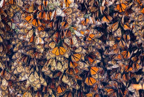 Monarch butterflies