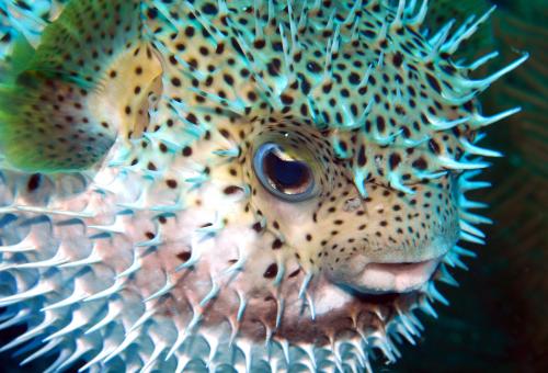 Puffer Fish