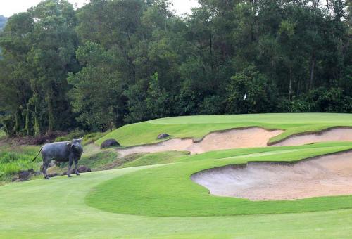 water buffalo on hole 4