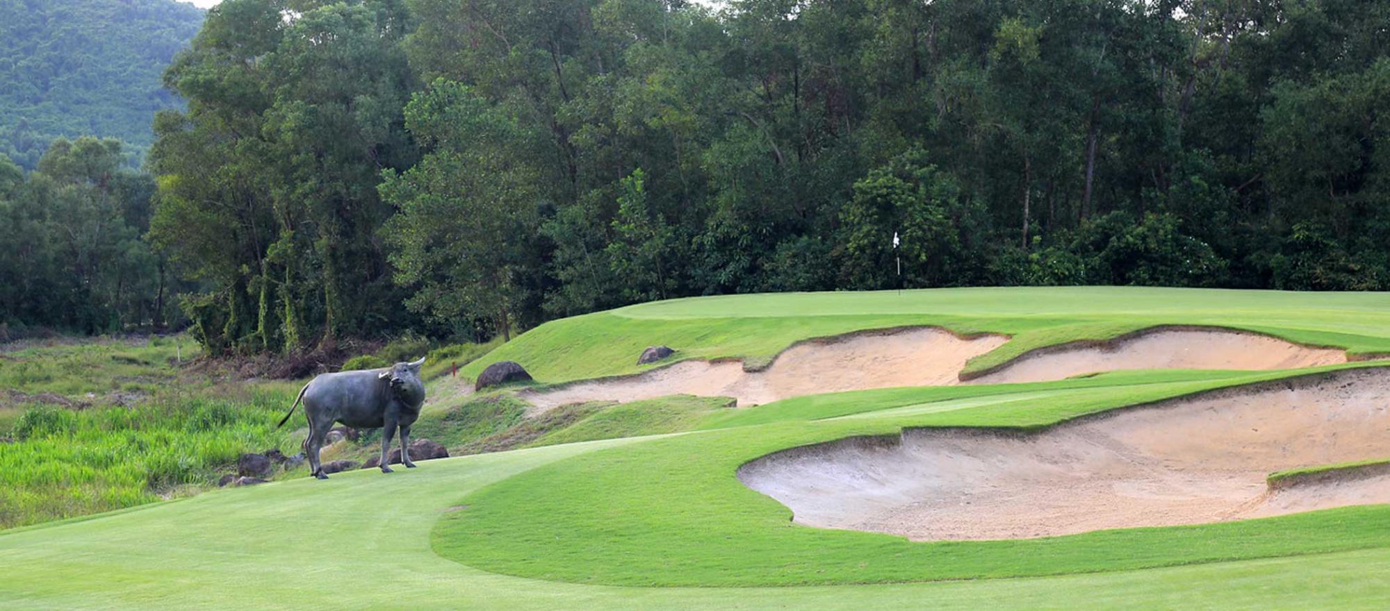 water buffalo on hole 4